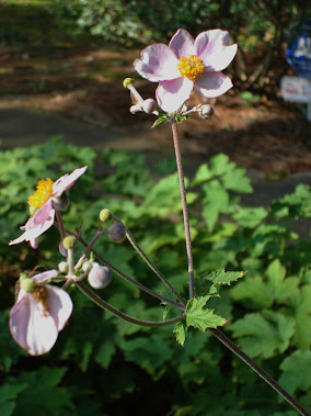 The joy of simple flowers