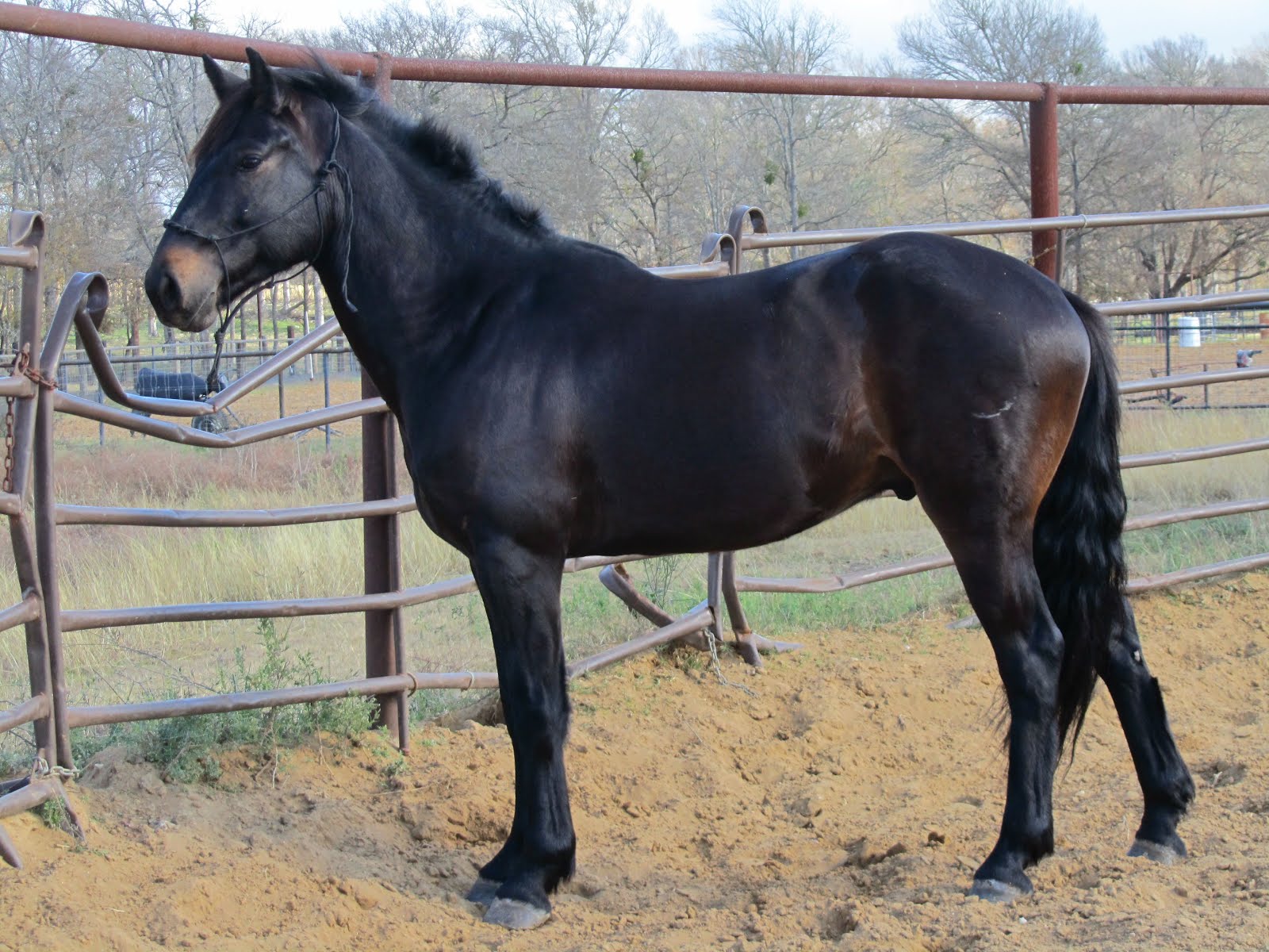 Wyvern Oaks Horse Shopping Tucker (opinions wanted)
