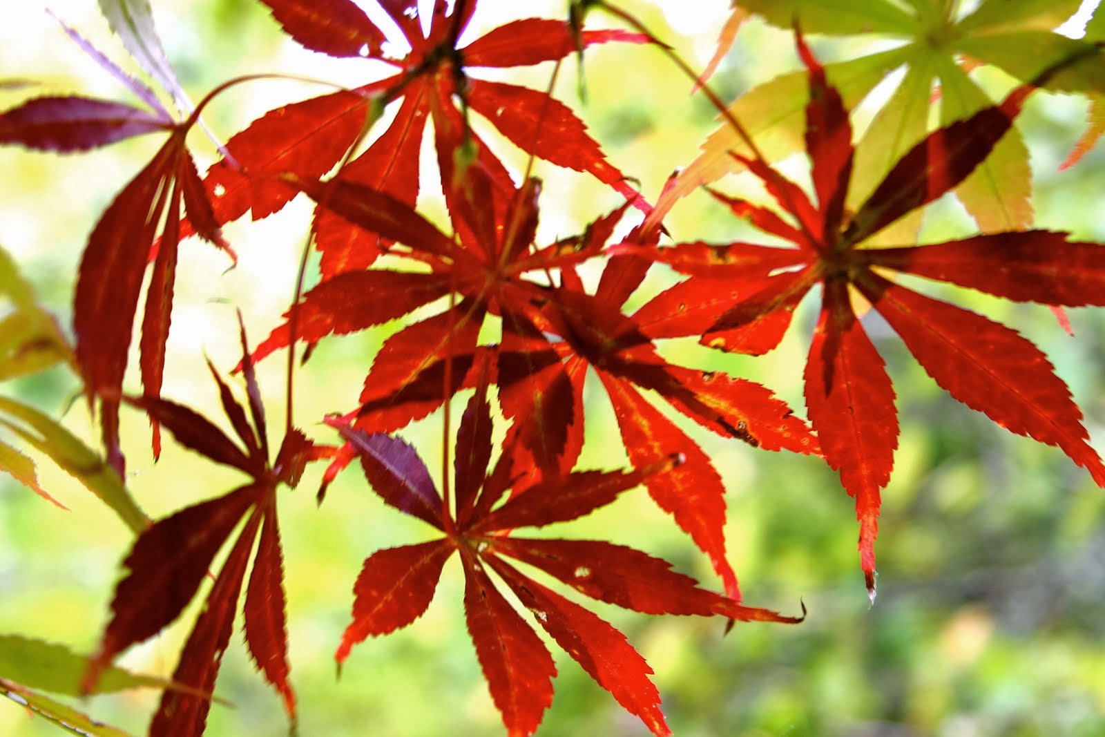 Sunlight thru Leaves