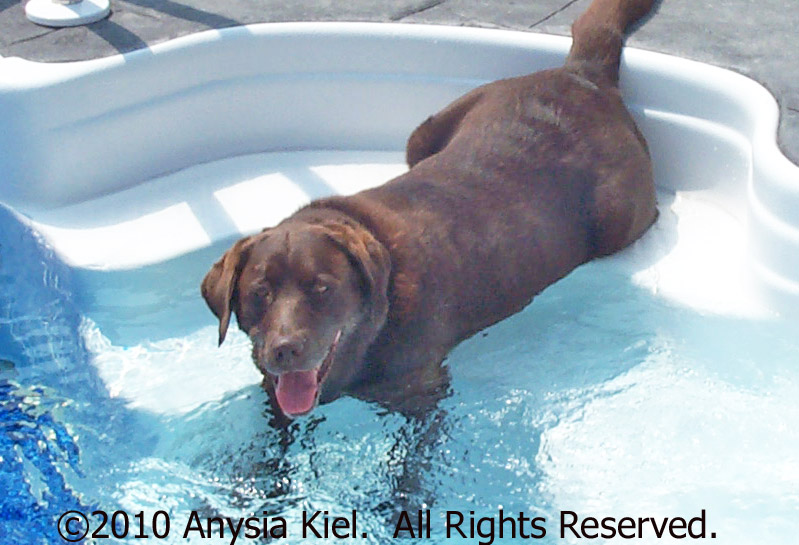 Signs From Our Pets In The Afterlife