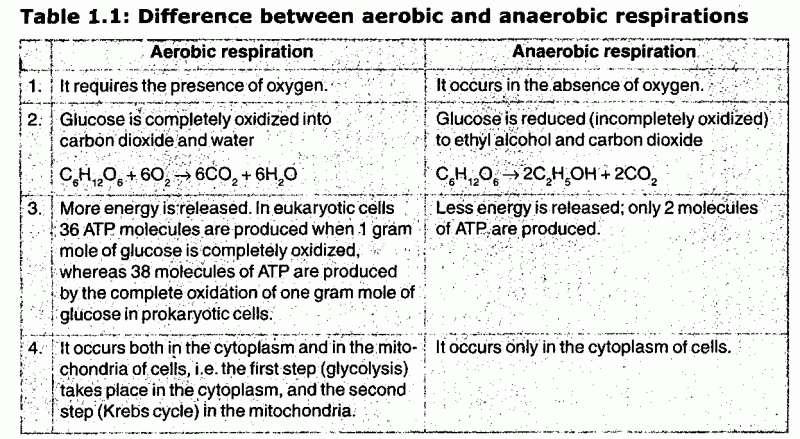 word equation for anaerobic respiration in yeast
