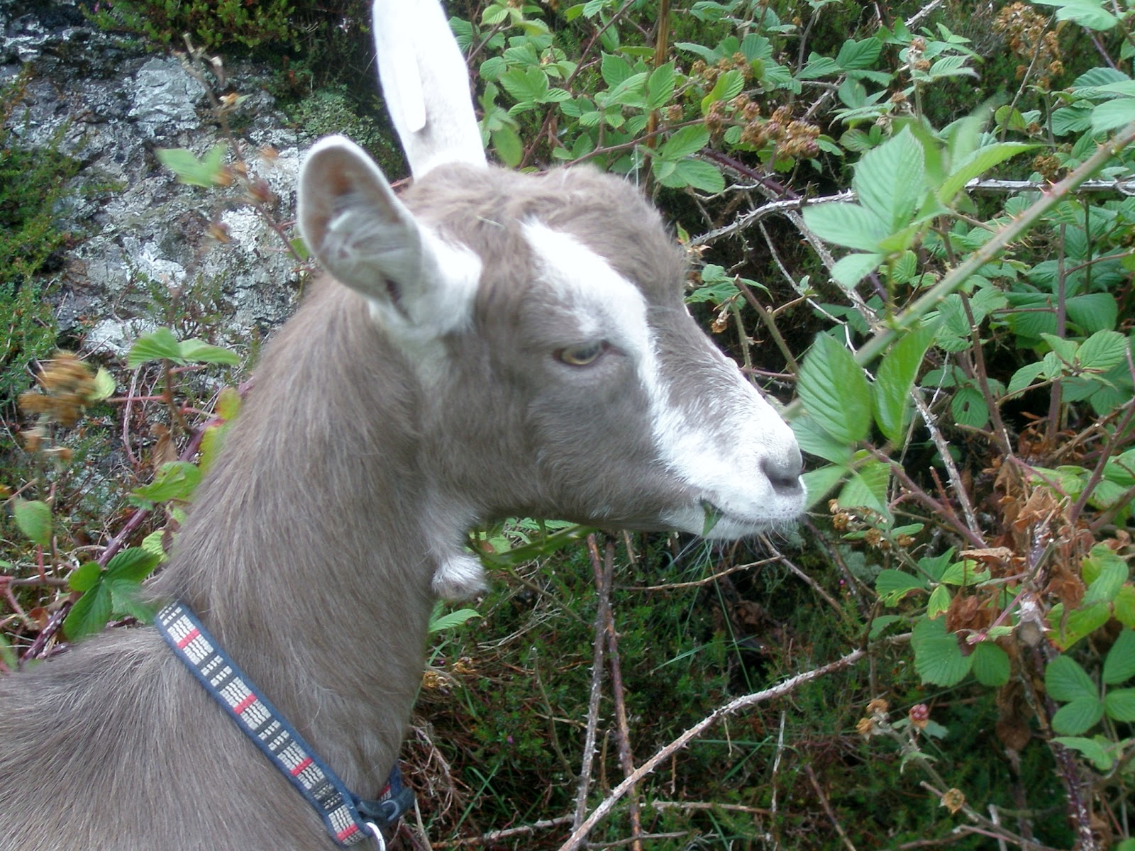 CraigardCroft Goats don't eat laundry and tin cans