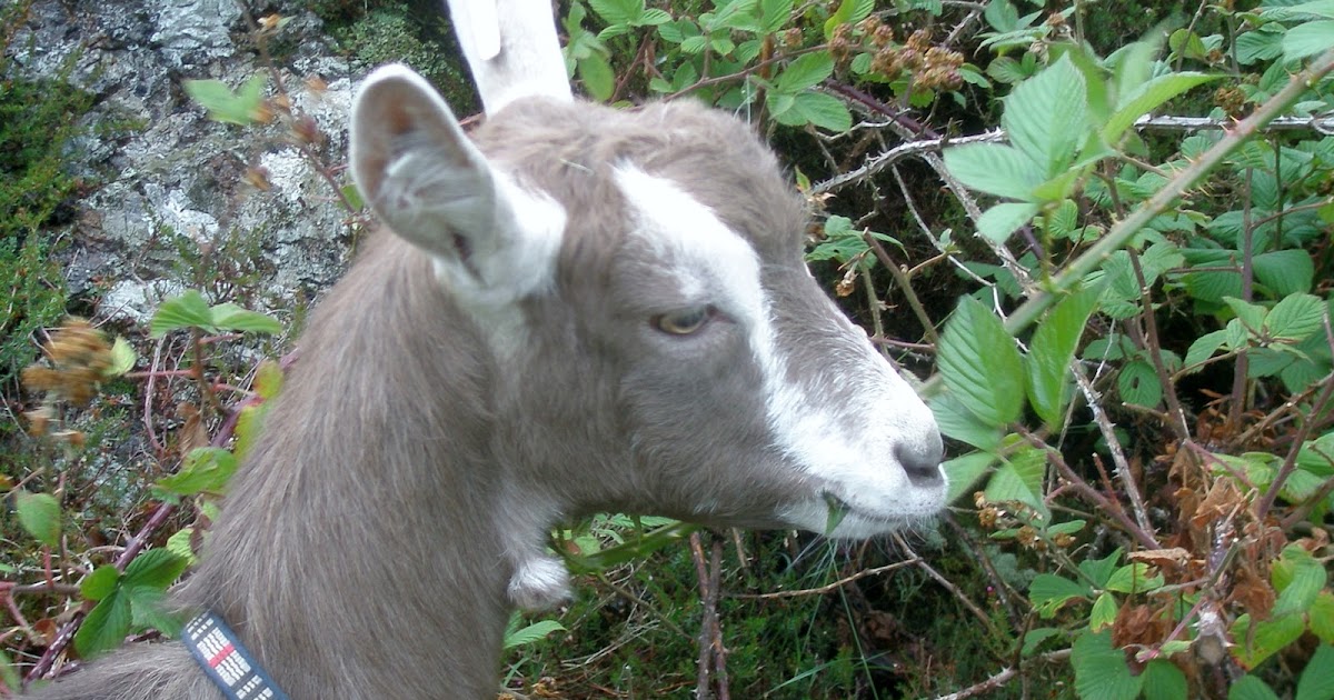 CraigardCroft Goats don't eat laundry and tin cans