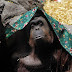 Argentina, reconocen que orangután tiene derecho a la semilibertad