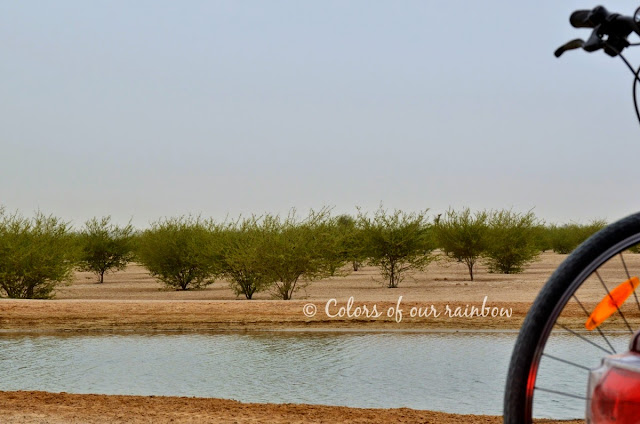 Al Qudra cycling Track, Al Qudra Lakes, Al Qudra camping @colorsofourrainbow.blogspot.ae