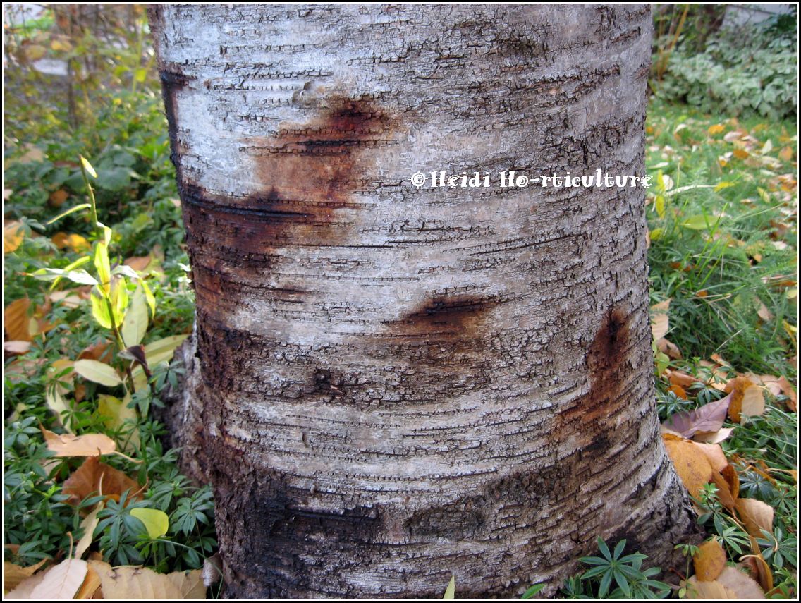 Heidi Horticulture Phytophthora Bleeding Canker on Birch