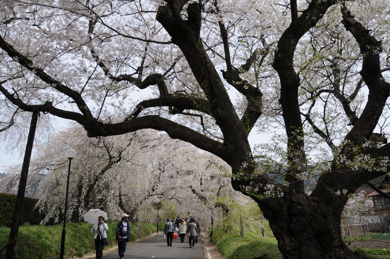 みんなが見つけた おもしろ情報 徳佐八幡宮の しだれ桜