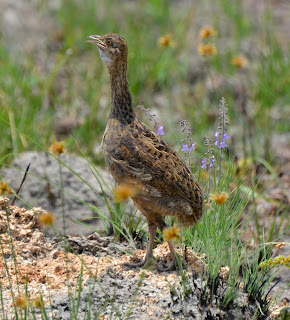 Spotted Nothura, Nothura maculosa