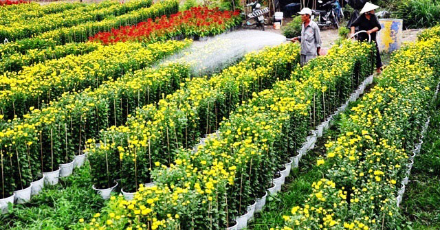 [Image: Dep-nhu-tranh-voi-canh-dong-hoa-xuan-o-Sai-Gon-11.jpg]