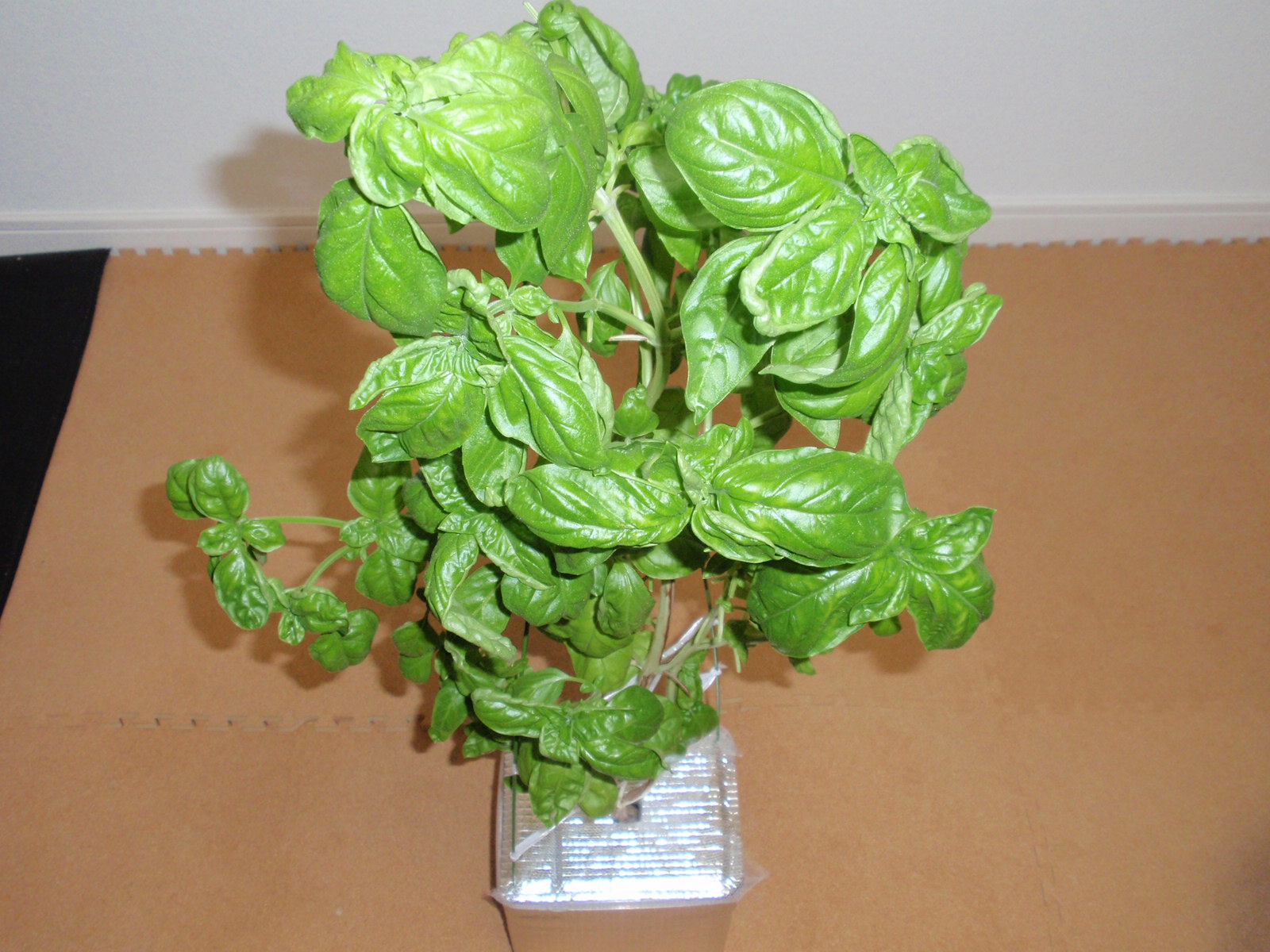 水耕栽培はじめました 栽培記録 11 08 01