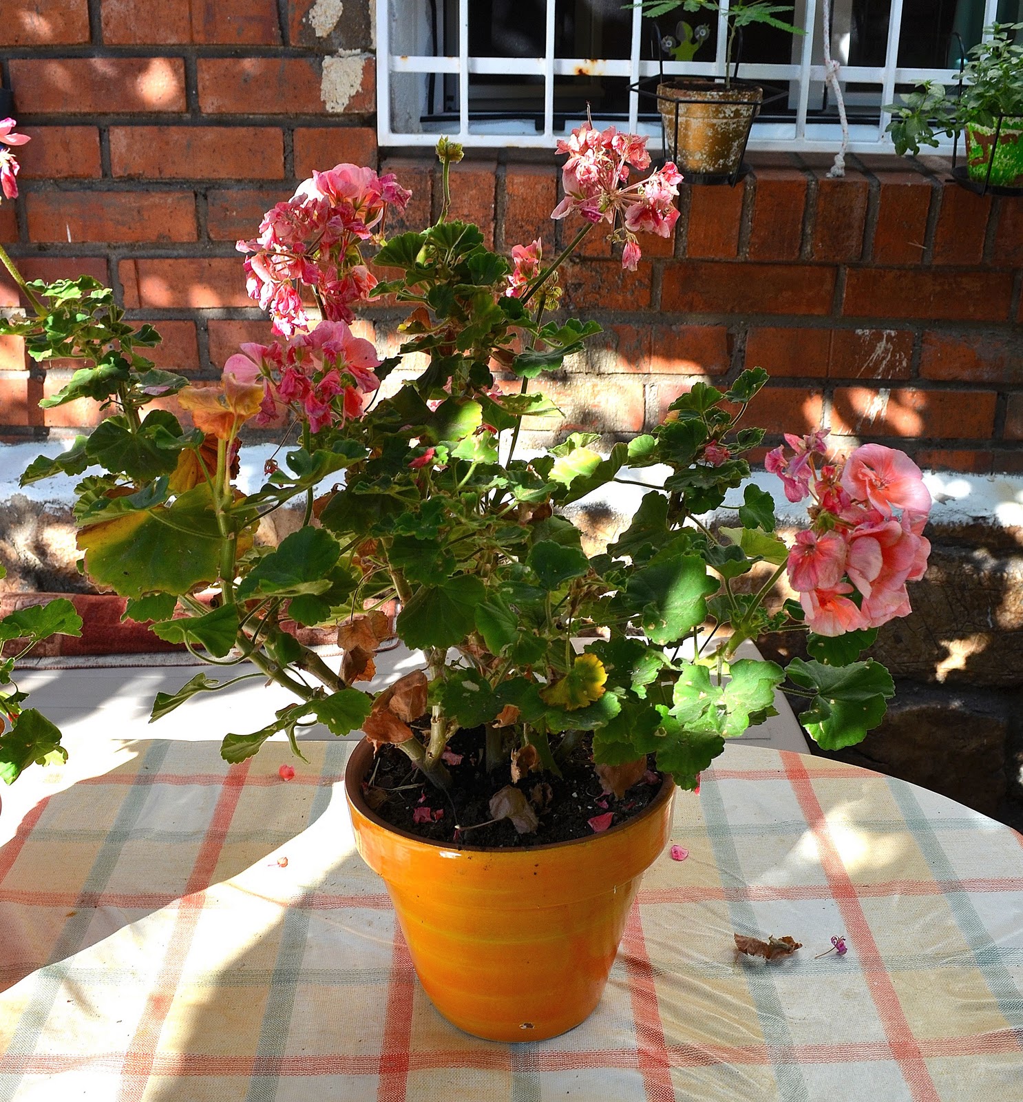 Trabajando en mi jardin: Preparar los Geranios para el invierno
