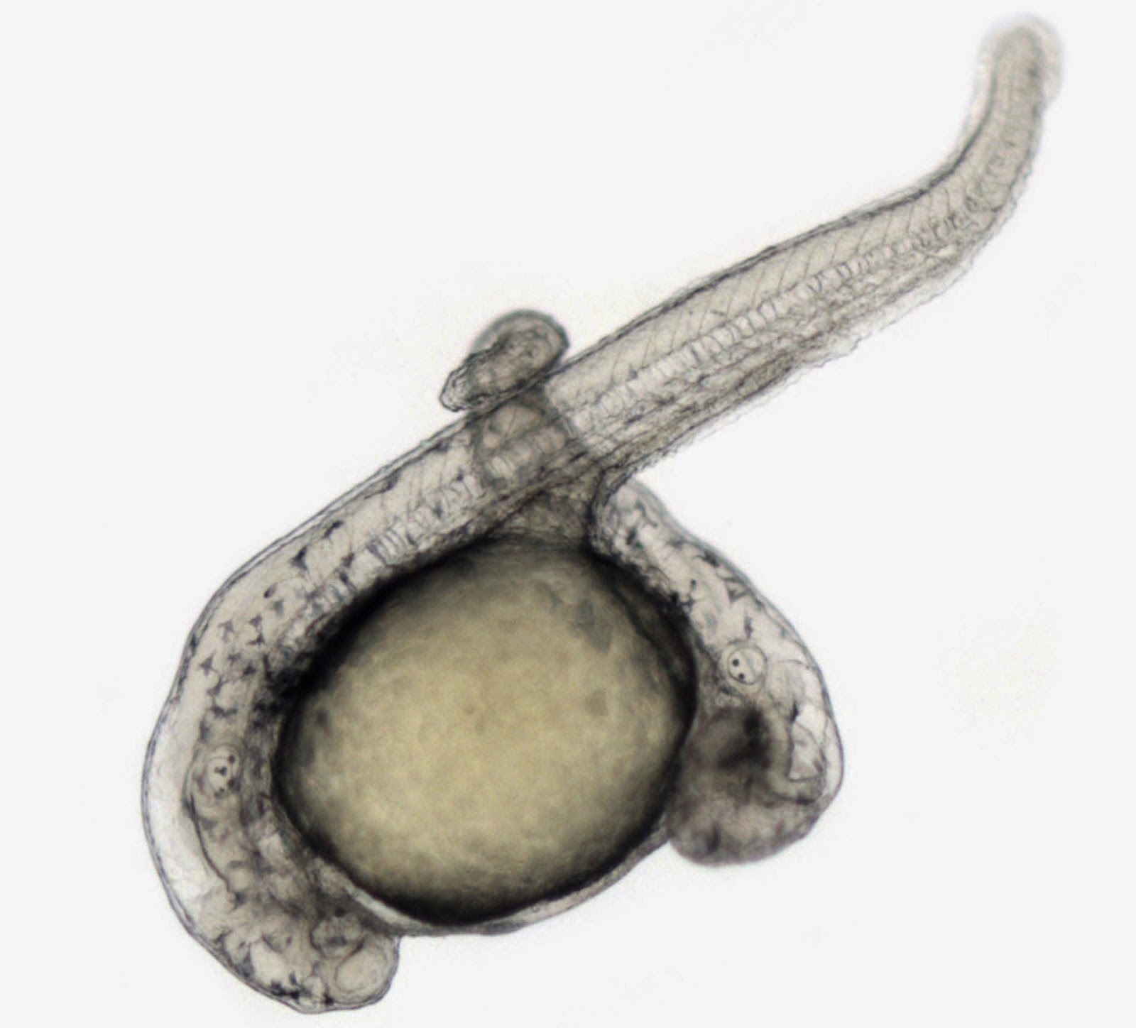 vertebrate embryo