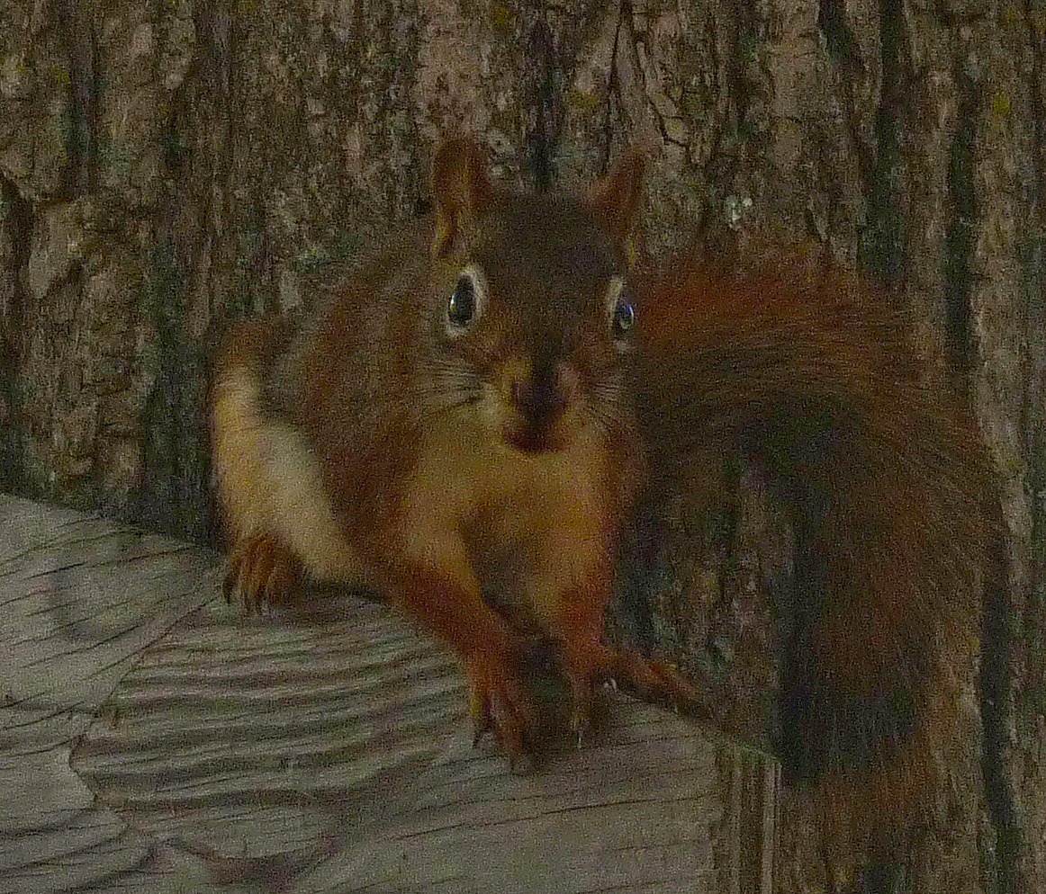 Never Enough Time Talk of Fairy Diddles and Juncos