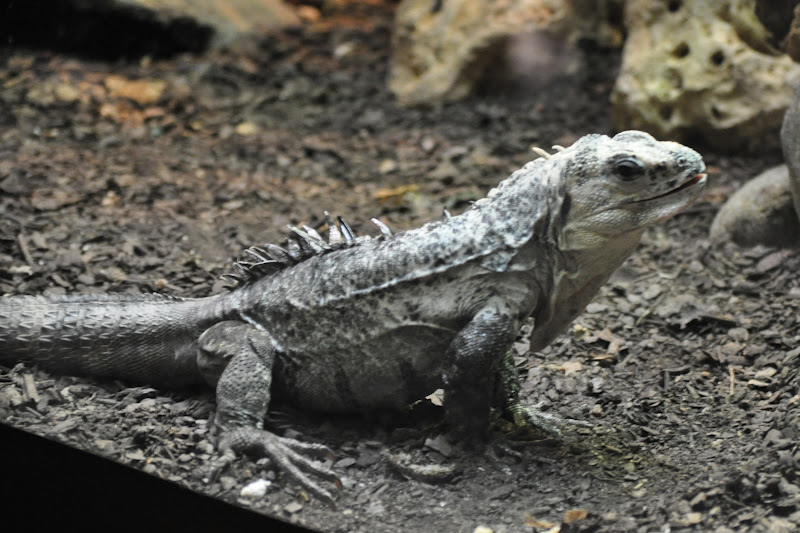 ZOOTOGRAFIANDO (MI COLECCIÓN DE FOTOS DE ANIMALES) IGUANA DE UTILA