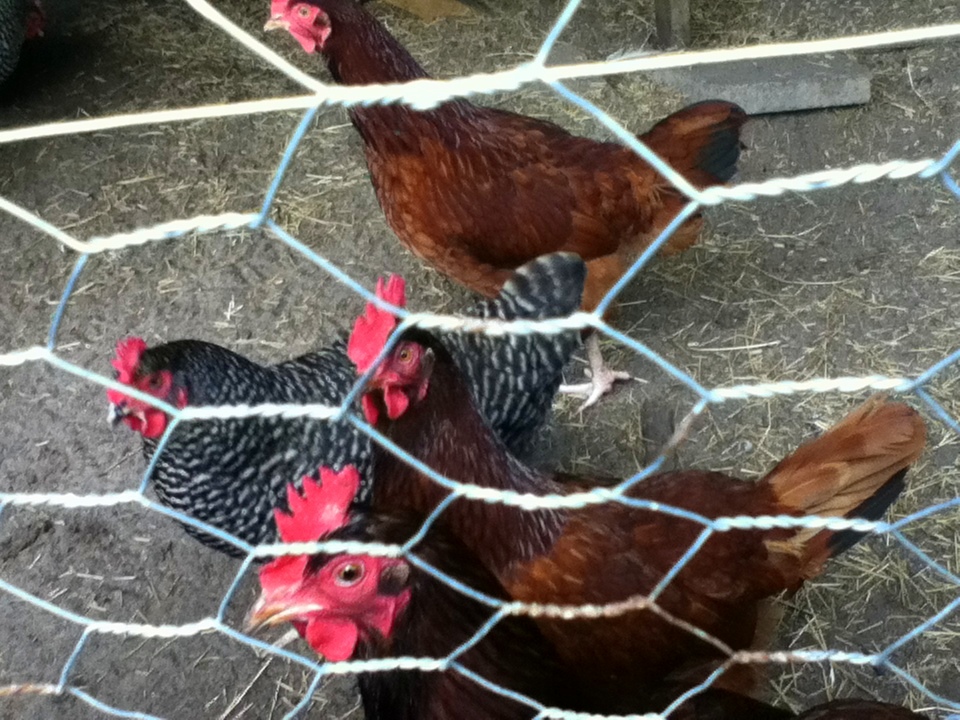 Virginia's Life, Such As It Is! Weekend Gratitude A Little Bit of