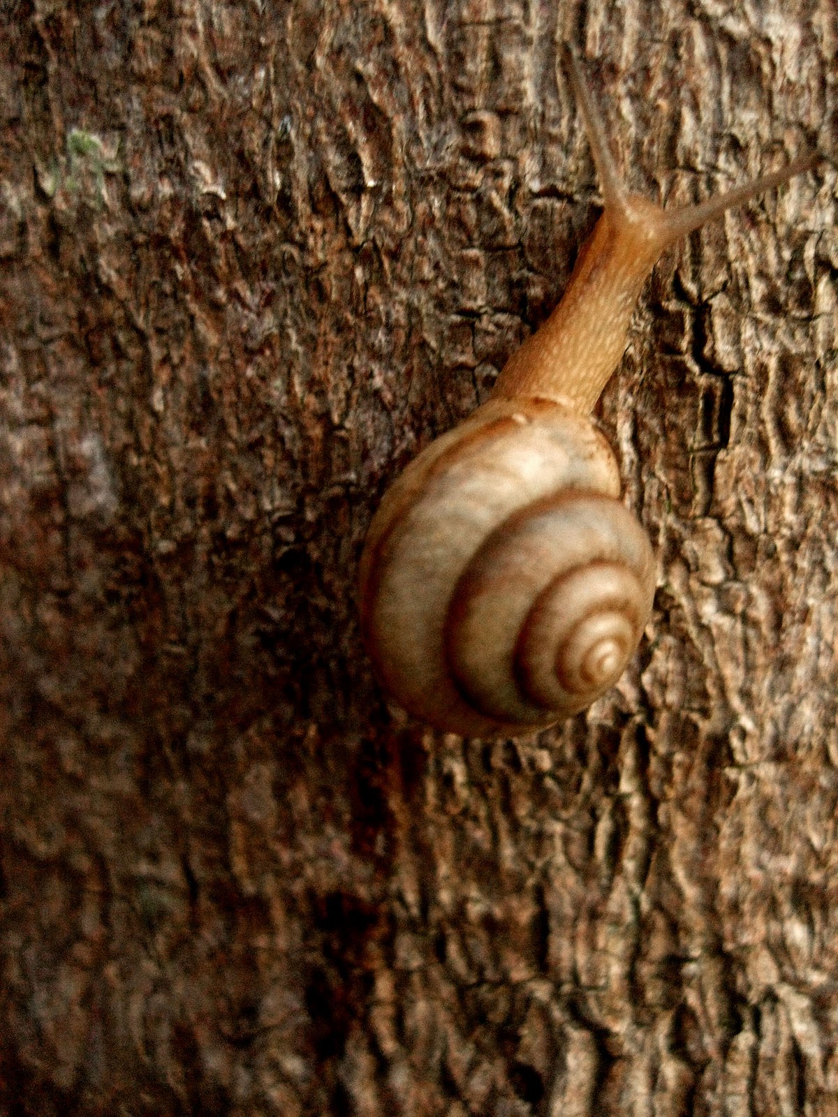 Snail’s Pace