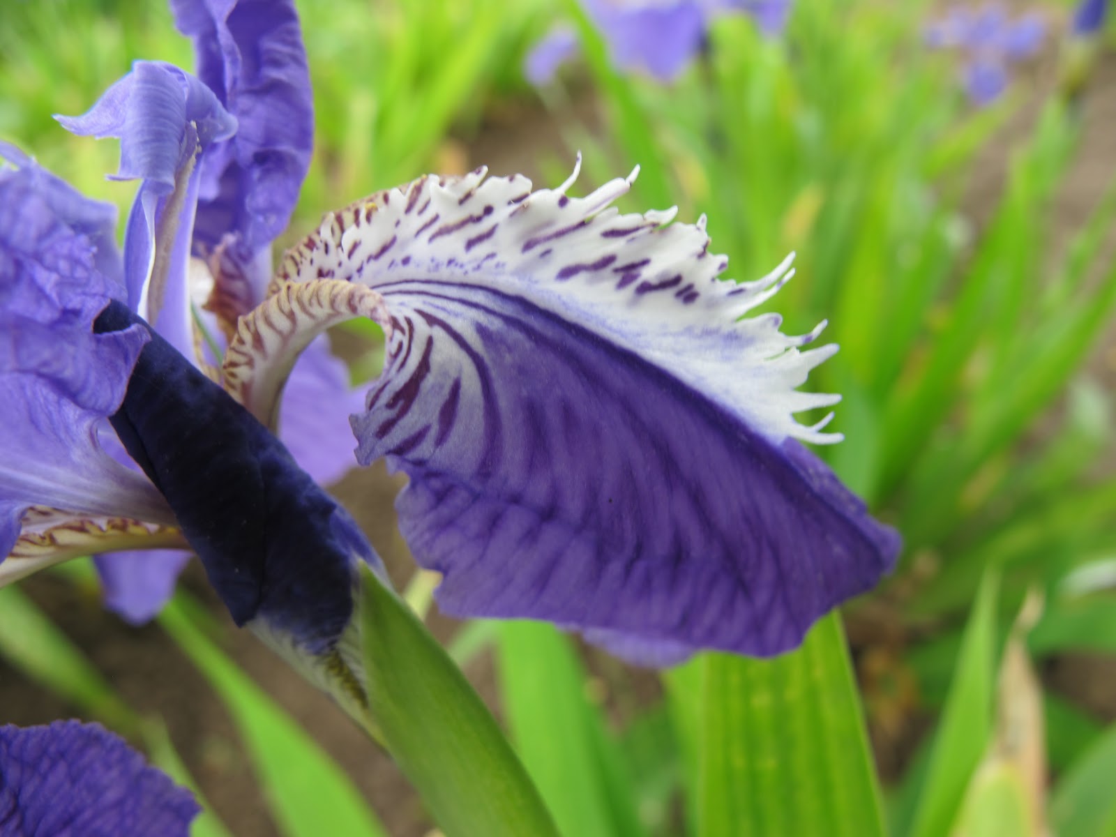 World of Irises 9 Out Of 10 Gardeners Crests