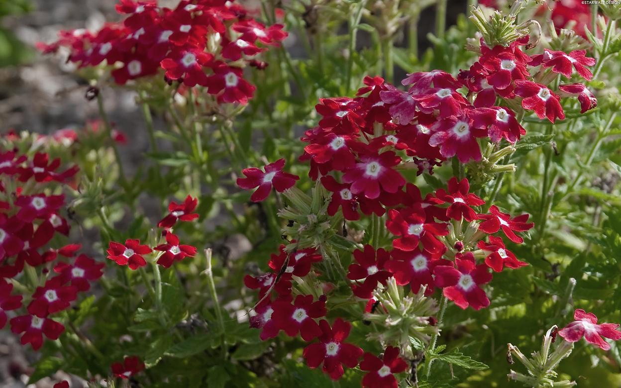 high resolution flower pictures beautiful flowers high resolution flower pictures beautiful flowers