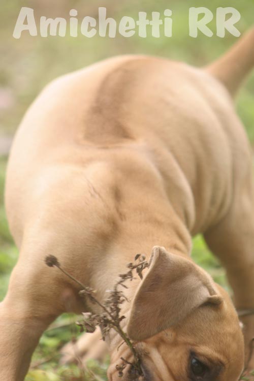 Aslan Köpek Rodezya Rodoslu Ridgeback Rhodesian Ridgeback Lion