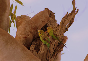 Budgies in the scrub off Roebourne - Wittenoom Road