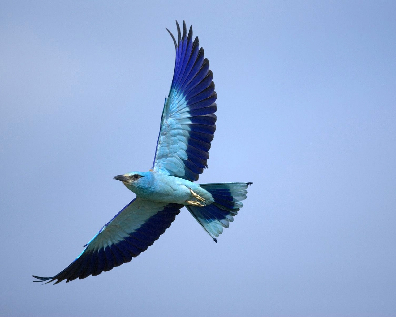 best big birds wallpapers entertainment only best big birds wallpapers entertainment only