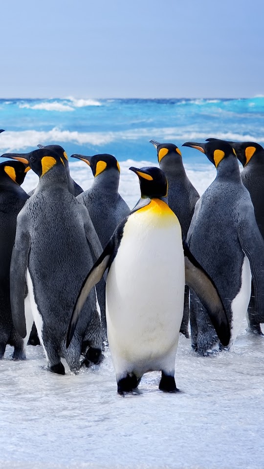 Penguins Water Android Best Wallpaper