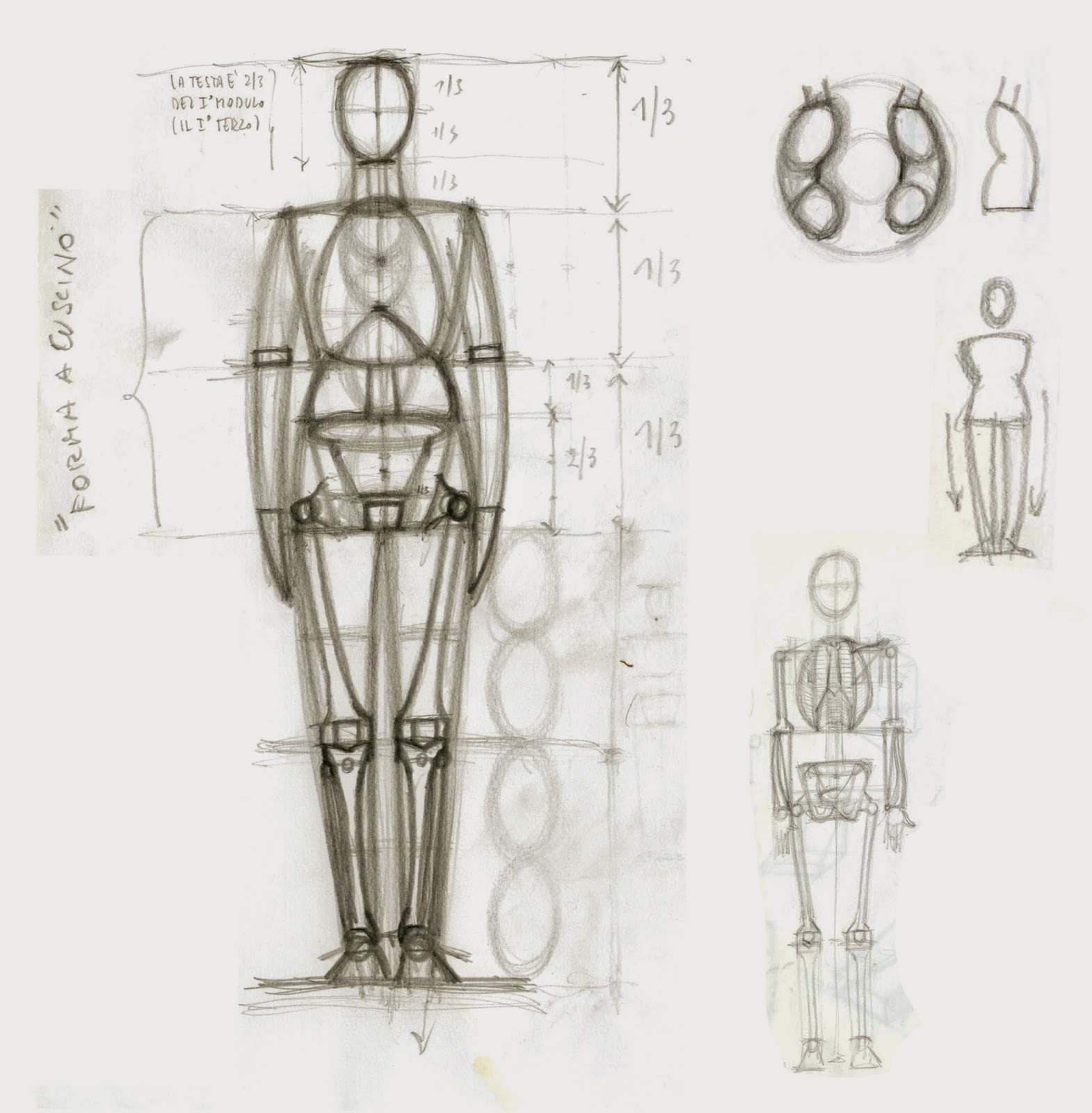canevassa: ANATOMIA ARTISTICA, L'APPARATO SCHELETRICO, PICCOLO