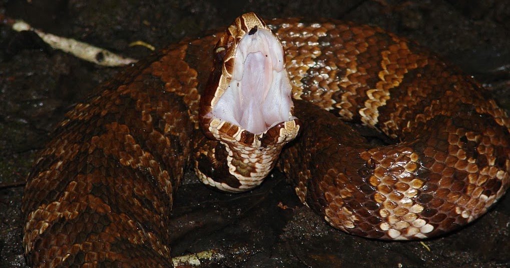 Living Alongside Wildlife 5 Ways How to Tell the Difference Between