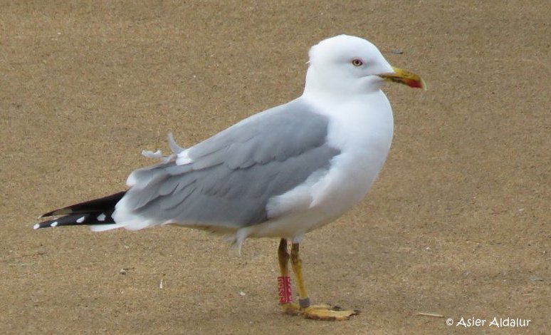 L.m.lusitanius Adult Enero / Urtarrila /Yanuari