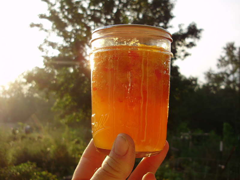 Ohiofarmgirl's Adventures In The Good Land PeachPepper Jelly