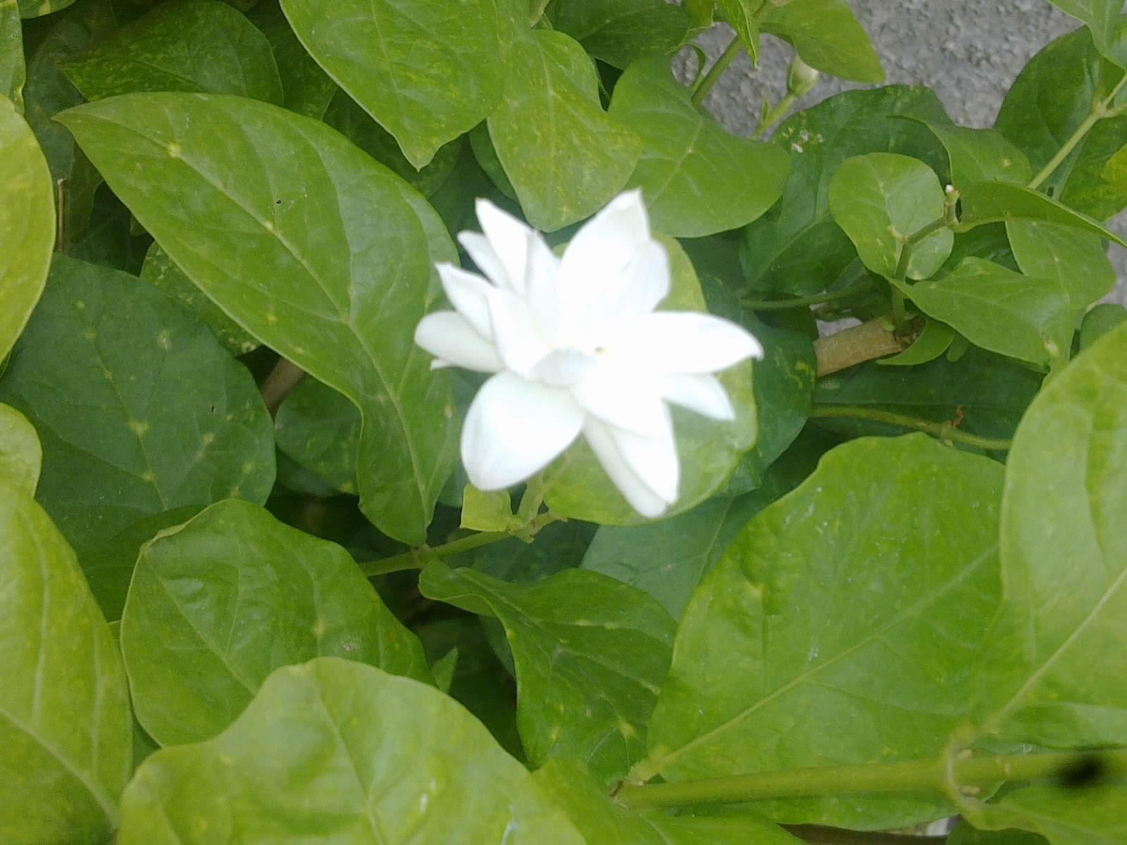 Plants Growing In My Potted Garden. Arabian Jasmine Blooms