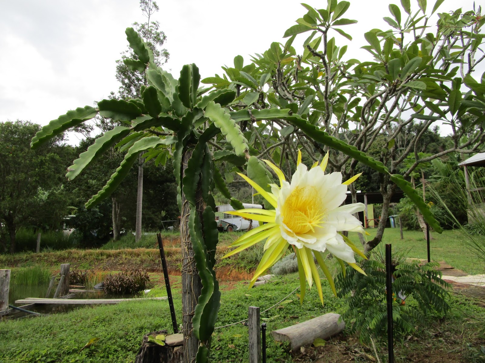 The dragon fruit flower