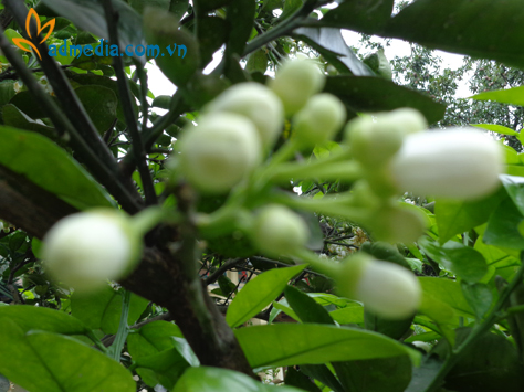 hương hoa bưởi hương hoa bưởi