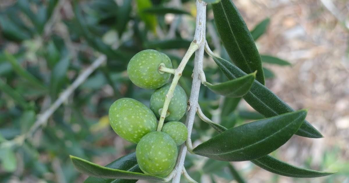 University of Florida/IFAS Charlotte County Extension Olive trees