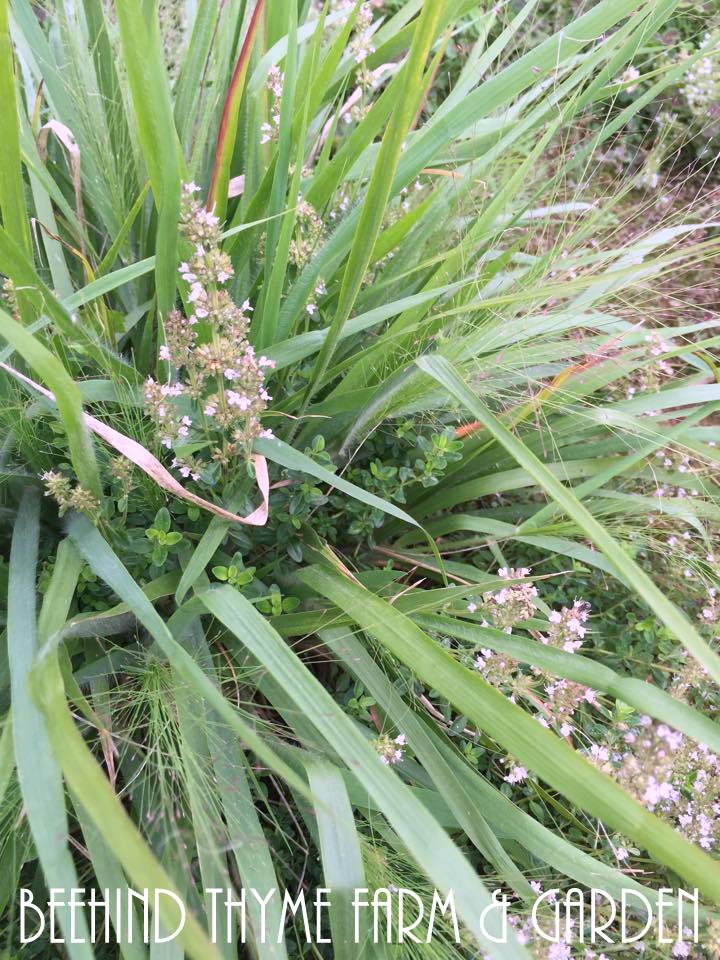 Beehind Thyme Farm & Garden ROSE talk...