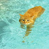 swim cat - Truth Be found Here !!