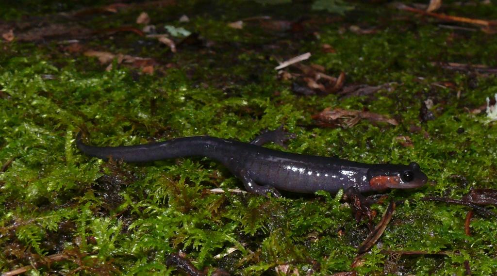 Galery Salamander: Salamander Cartoon