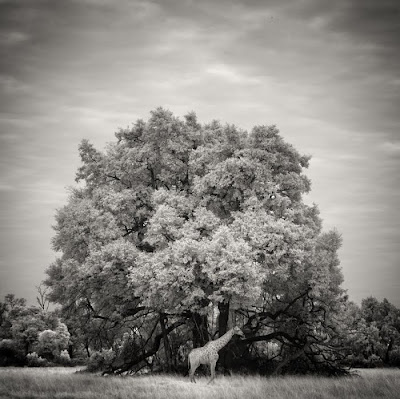 2011 International Photography Award Winners Seen On www.coolpicturegallery.us