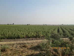 Cotton Plantations in Dasada village on the periphery of the desert.