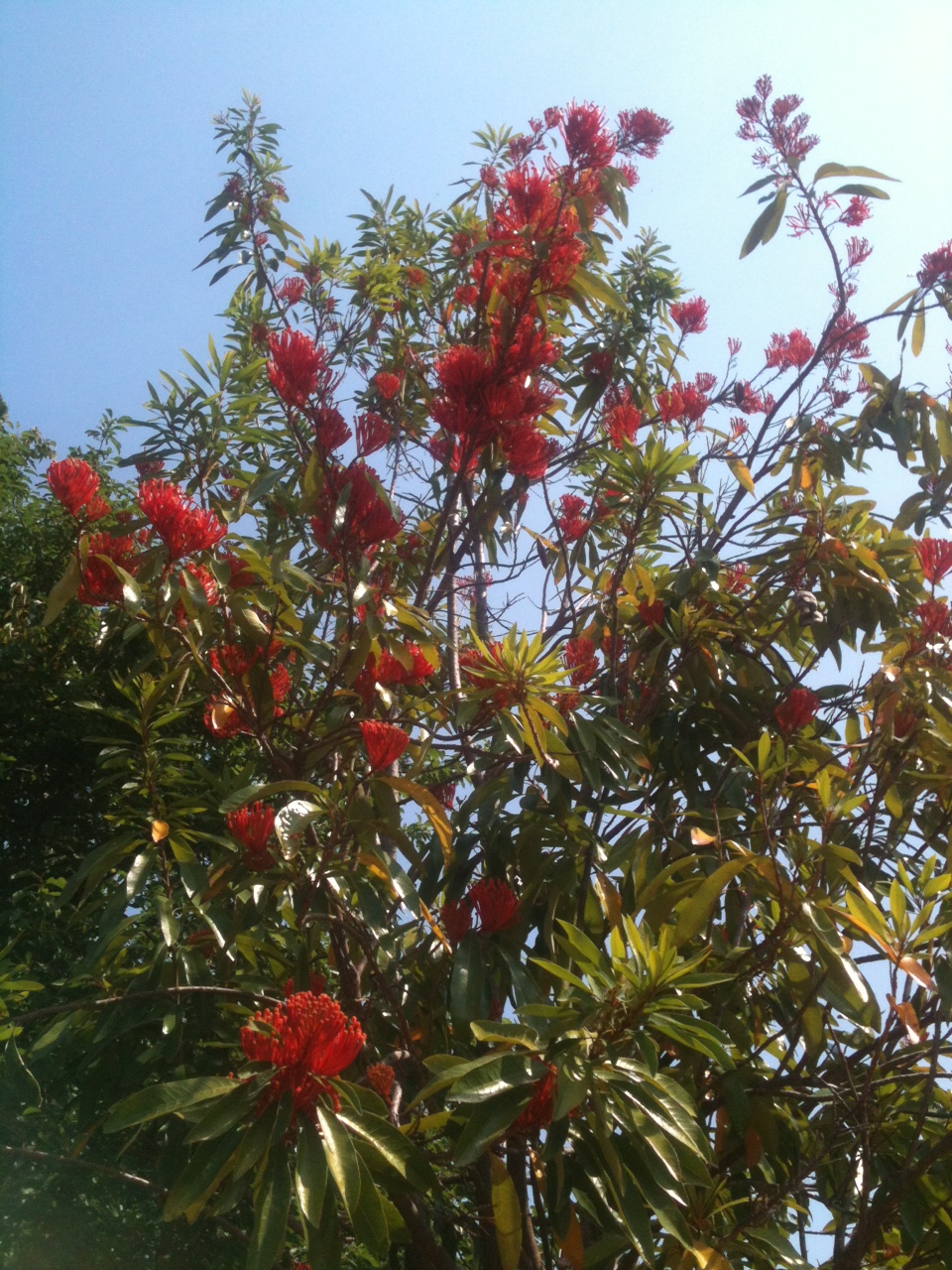 Gondwana Nursery Alloxylon flammeum "Queensland Tree Waratah"