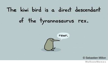 fat kiwi bird