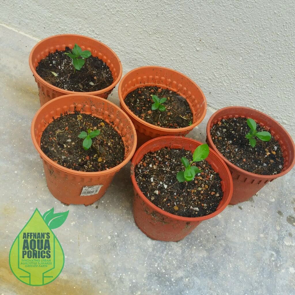 diy aquaponics tilapia Kaffir Lime Hi Five