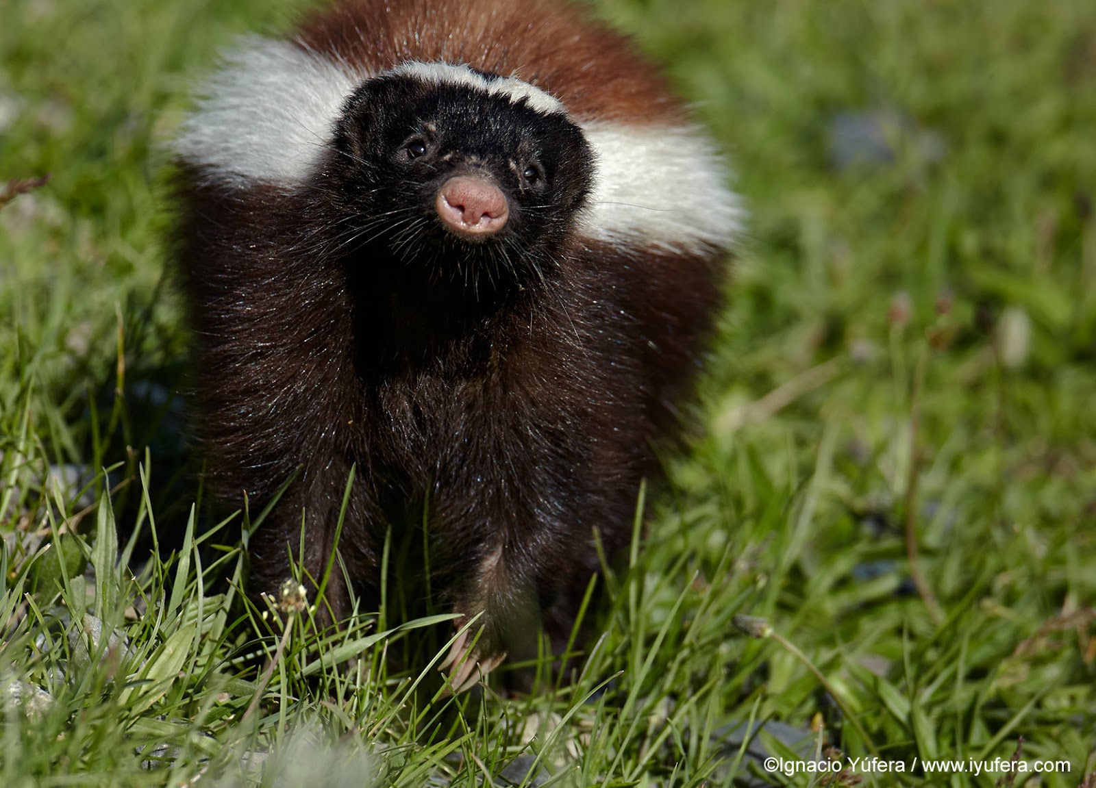 Ignacio Yúfera: A feisty skunk
