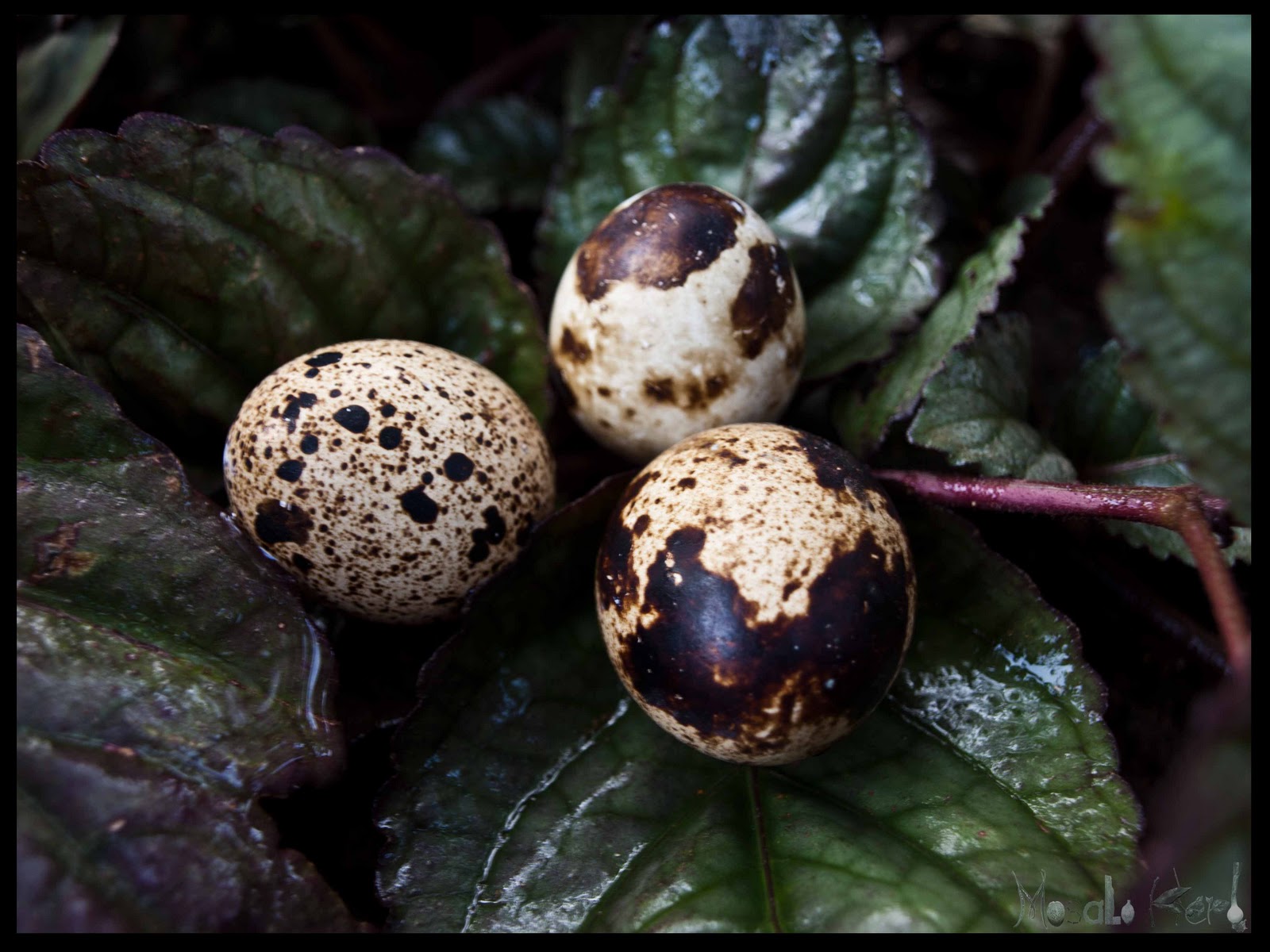 Quail Eggs