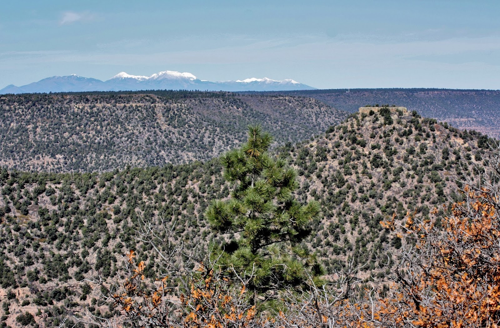 The Southwest Through Wide Brown Eyes Dolores Canyon Overlook via Dove
