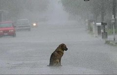Dog Wait