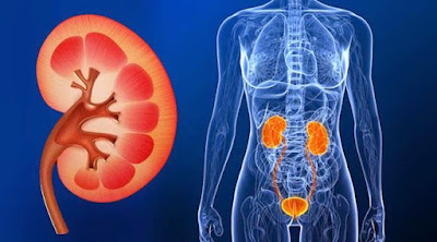 Fungsi Ginjal Dalam Tubuh Yang Perlu Diketahui ~ Blog Kesehatan Bersama