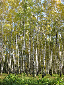 Golden Autumn in Svetsarii Park