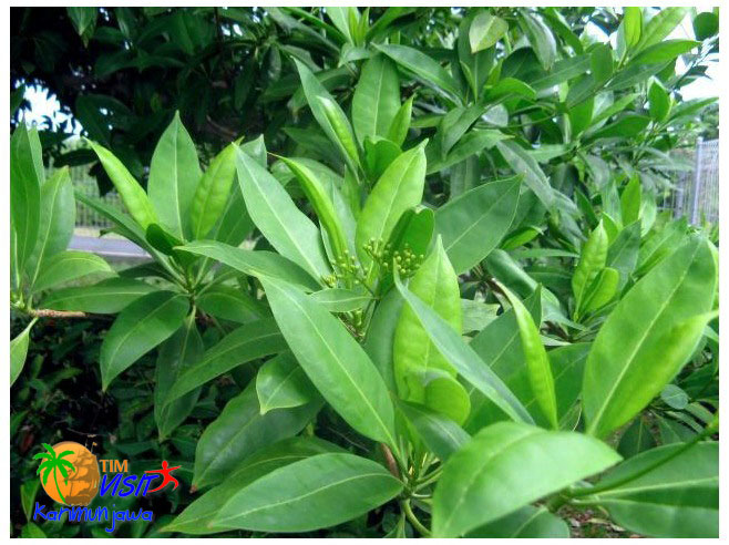 Pohon Dewa Daru Karimunjawa