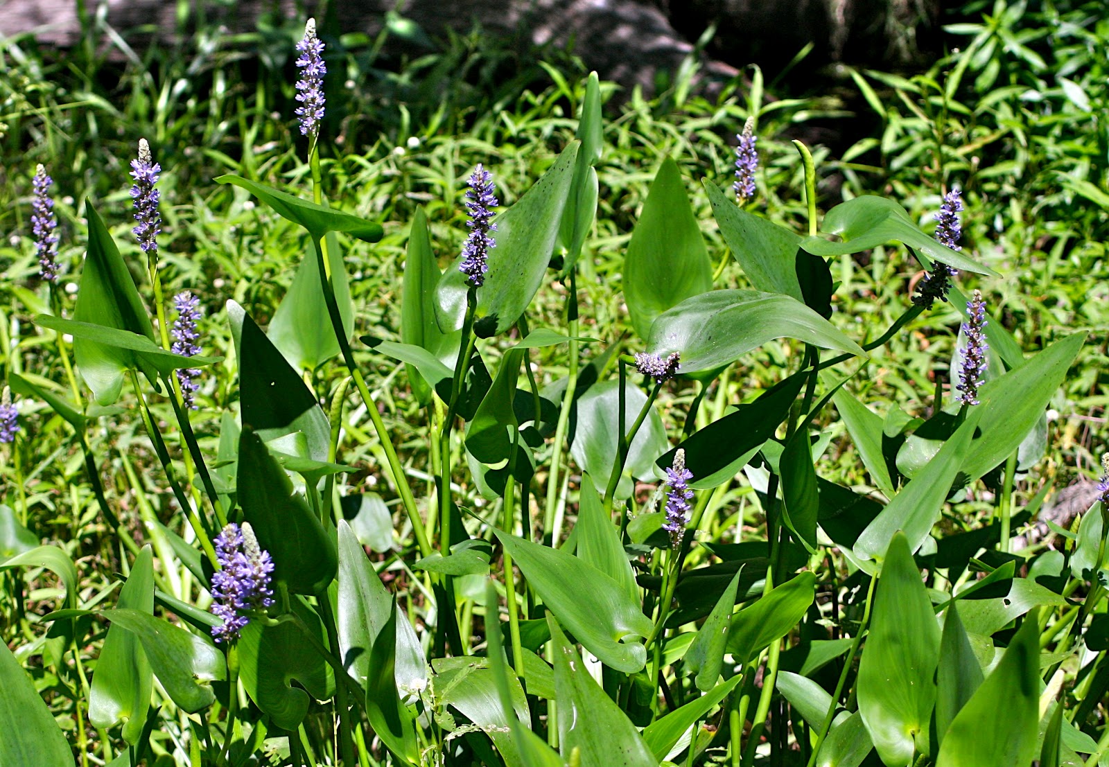 pickerel weed